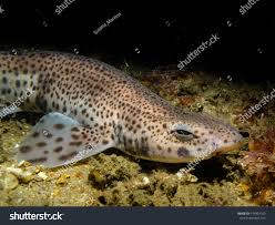 Image result for Scyliorhinus canicula
