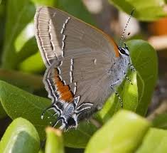 Attēlu rezultāti vaicājumam “Favonius quercus underside”