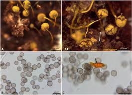 Attēlu rezultāti vaicājumam “Perichaena corticalis sessile”