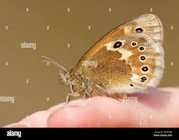 Attēlu rezultāti vaicājumam “Coenonympha tullia”
