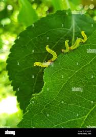 Attēlu rezultāti vaicājumam “Pristiphora maesta”