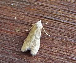 Attēlu rezultāti vaicājumam “Aphomia sociella”