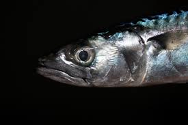 Image result for Scomber scombrus