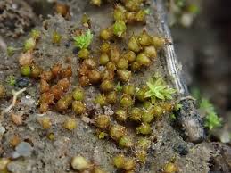 Attēlu rezultāti vaicājumam “Acaulon muticum”