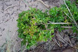 Attēlu rezultāti vaicājumam “Amaranthaceae”