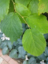 Attēlu rezultāti vaicājumam “Hamamelis virginiana leaf”