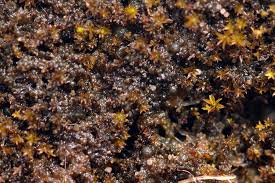 Attēlu rezultāti vaicājumam “Gloeocapsa rupestris”