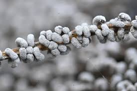 Attēlu rezultāti vaicājumam “Physarum bivalve”