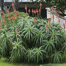 Attēlu rezultāti vaicājumam “Xanthorrhoeaceae”