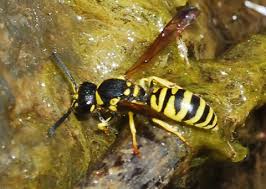 Attēlu rezultāti vaicājumam “Ancistrocerus sp.”