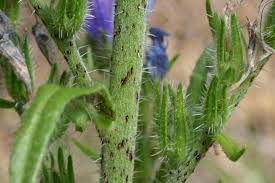 Attēlu rezultāti vaicājumam “Echium vulgare bud”