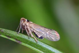 Attēlu rezultāti vaicājumam “Delphacidae”