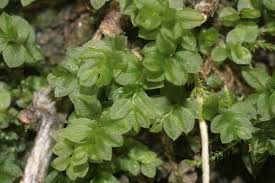 Attēlu rezultāti vaicājumam “Mnium stellare”