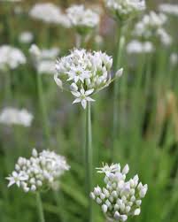 Image result for Schnittknoblauch