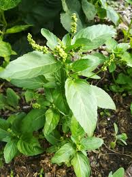 Attēlu rezultāti vaicājumam “Mercurialis perennis bud”