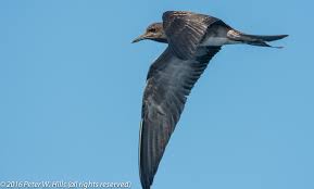 Image result for Onychoprion fuscatus