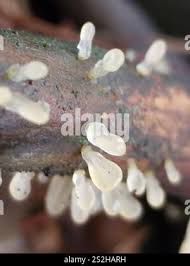 Attēlu rezultāti vaicājumam “Calocera pallidospathulata”