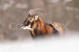 Attēlu rezultāti vaicājumam “Ovis aries juvenile”