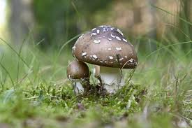 Image result for vliegenzwam