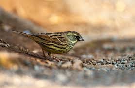 Image result for Emberiza spodocephala