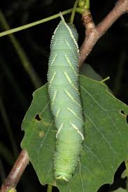 Attēlu rezultāti vaicājumam “Laothoe amurensis”