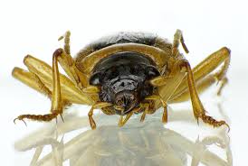 Attēlu rezultāti vaicājumam “Nebria livida”