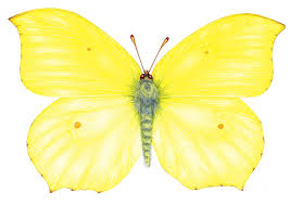 Attēlu rezultāti vaicājumam “Gonepteryx rhamni female”