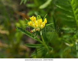 Image result for Anthyllis vulneraria