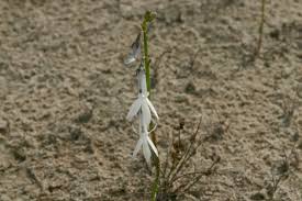 Attēlu rezultāti vaicājumam “Lobelia dortmanna”