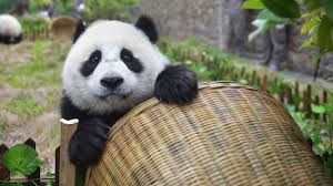 Image result for pandas