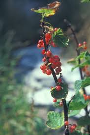 Attēlu rezultāti vaicājumam “Ribes rubrum fruit”