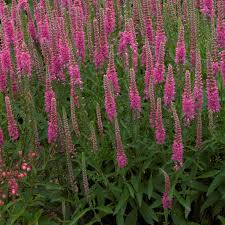 Attēlu rezultāti vaicājumam “Veronica spicata”