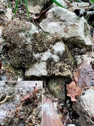 Attēlu rezultāti vaicājumam “Seligeria donniana sporophyte”