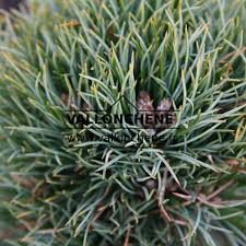 Attēlu rezultāti vaicājumam “Pinus peuce”