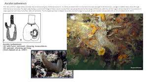 Image result for Myzopsetta ferruginea