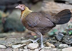 Attēlu rezultāti vaicājumam “Gallus”