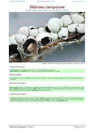 Attēlu rezultāti vaicājumam “Diderma globosum”