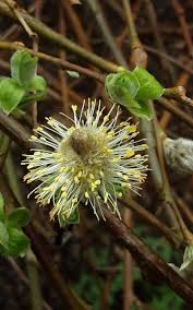 Attēlu rezultāti vaicājumam “Salix repens subsp. rosmarinifolia flower”