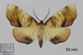 Attēlu rezultāti vaicājumam “Plagodis dolabraria”