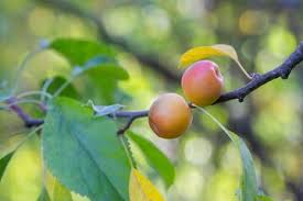 Attēlu rezultāti vaicājumam “Malus baccata fruit”