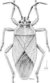 Attēlu rezultāti vaicājumam “Lygaeidae”