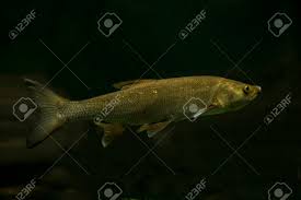 Image result for Aspius aspius