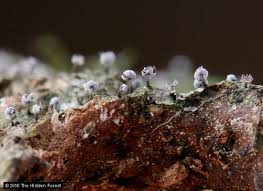 Attēlu rezultāti vaicājumam “Physarum leucophaeum spores”