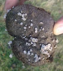 Attēlu rezultāti vaicājumam “Poronia punctata”