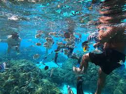 Image result for Dorking Snorkelling Club