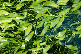 Attēlu rezultāti vaicājumam “Potamogeton gramineus”