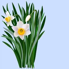 Attēlu rezultāti vaicājumam “Narcissus bud”