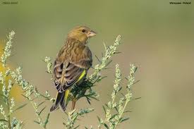 Attēlu rezultāti vaicājumam “Chloris chloris”
