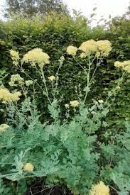 Attēlu rezultāti vaicājumam “Thalictrum flavum bud”