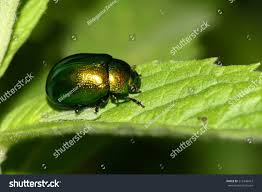 Attēlu rezultāti vaicājumam “Linaeidea aenea”